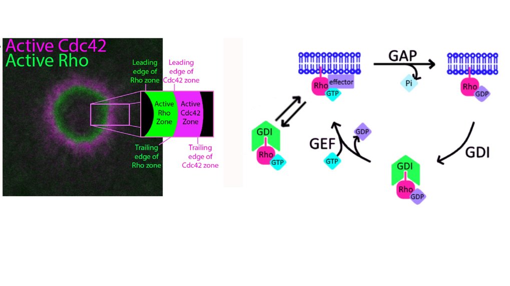 <span>Extraction of active RhoGTPases by RhoGDI regulates spatiotemporal patterning of RhoGTPases</span>