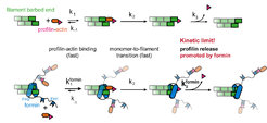 Profilin release controls the speed of actin filament growth. Kinetic scheme of the filament elongation cycle from profilin actin either in the absence (top) or the presence (bottom) of formins. Reaction 1 and 2 are very fast at physiological profilin actin concentrations, which is why reaction 3 (profilin release from the terminal protomer) kinetically limits the elongation cycle. Formins accelerate both the first and third reaction of the cycle.