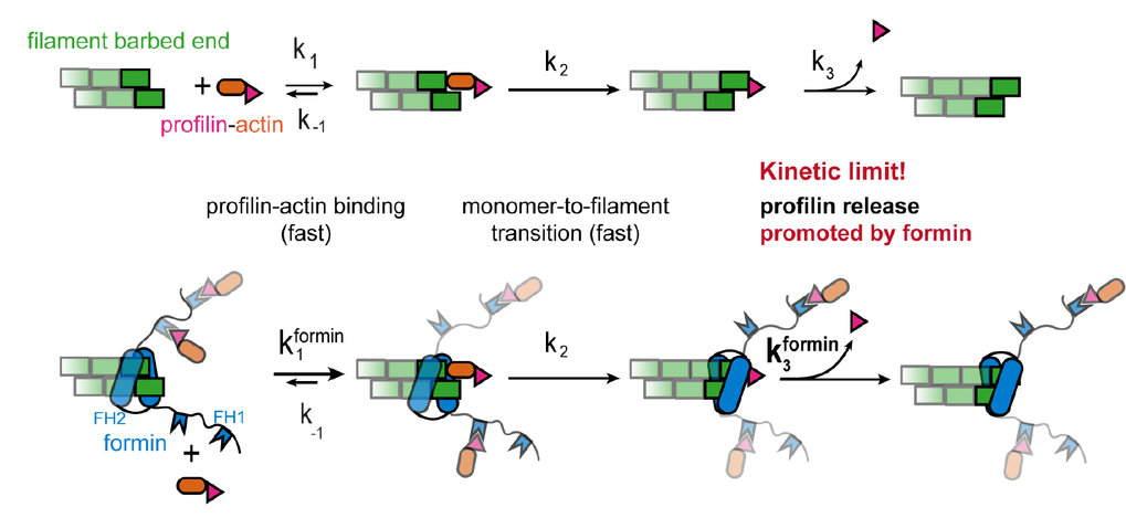 <span>Profilin and formin constitute a pacemaker system for robust actin filament growth</span>