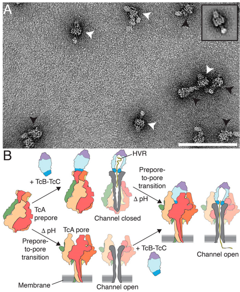 <span>Structure of a Tc holotoxin pore provides insights into the translocation mechanism</span>