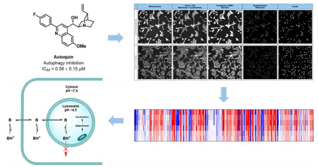 <span>Image-based Morphological Profiling Identifies a Lysosomotropic, Iron-Sequestering Autophagy Inhibitor</span>