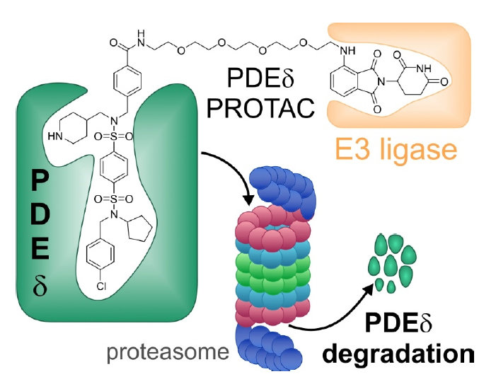 Development of a PDEδ targeting PROTAC that impairs lipid metabolism