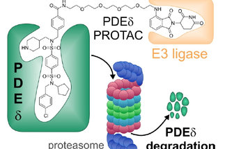 Development of a PDEδ targeting PROTAC that impairs lipid metabolism