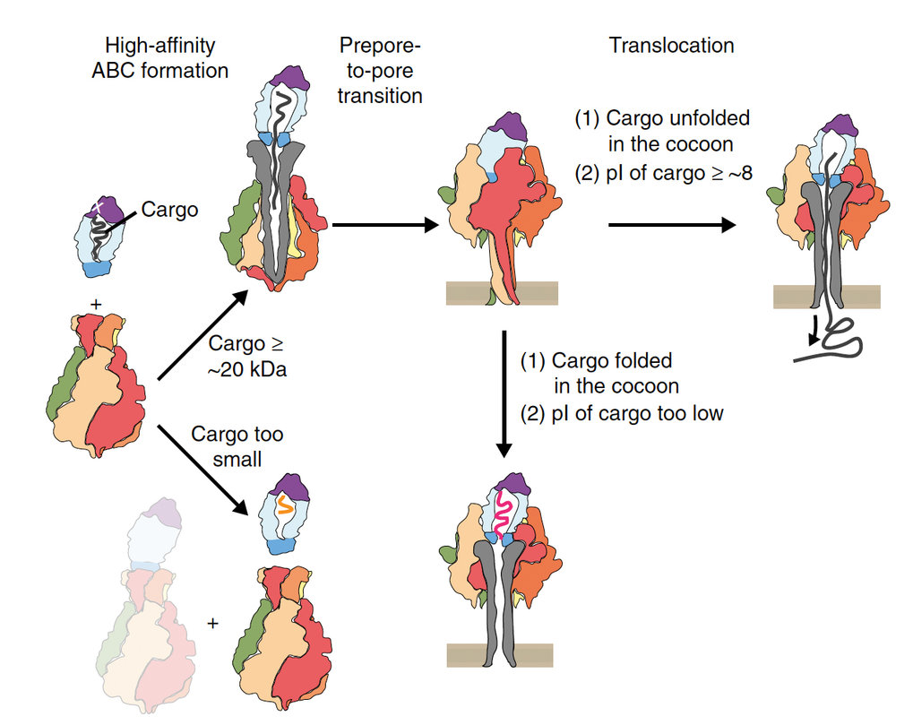 Towards the application of Tc toxins as a universal protein translocation system