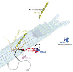 Model of the clathrin/TACC3 complex on a MT. Schematic model of the clathrin/TACC3 complex on a MT based on studies to date. The Aurora A–dependent phosphorylation of S558 on TACC3 is represented as a P. TACC3 is also bound to the MT polymerase ch-TOG. The CHC NTD recruits GTSE1 to inhibit the MT depolymerase MCAK. It is unknown whether PI3KC2a and GTSE1 can interact with a single CHC on the spindle. Relative protein sizes are roughly conserved