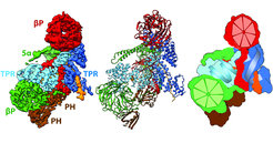 Architecture of the BBSome. Left: cryo-EM density map. Center: Final model. Right: Schematic representation of the complex, highlighting the two ß-propeller domains of BBS1 and BBS9 as red and green segmented wheels, and the super helical arrangements of the TPR repeats of BBS4 and BBS8 as blue and cyan helices.