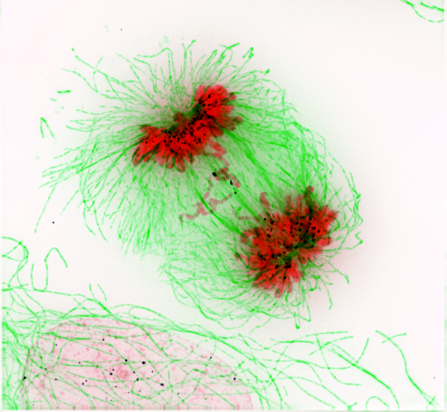 <p>Stable conditions during cell division</p>