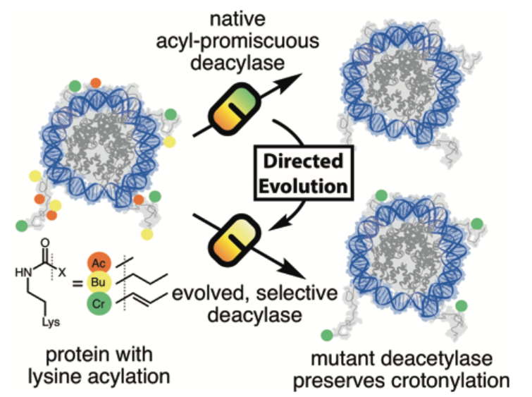 Evolved, Selective Erasers of Distinct Lysine Acylations