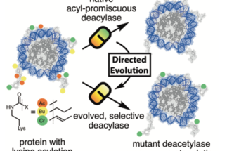 Evolved, Selective Erasers of Distinct Lysine Acylations