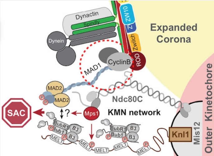 Cyclin B1 Scaffolds MAD1 at the Kinetochore Corona to Activate the Mitotic Checkpoint
