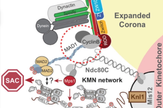 Cyclin B1 Scaffolds MAD1 at the Kinetochore Corona to Activate the Mitotic Checkpoint