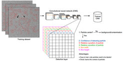 Training and picking in crYOLO. With the YOLO approach the complete micrograph is taken as the input for the CNN. When the image is passed through the network the image is spatially downsampled to a small grid. Then YOLO predicts for each grid cell if it contains the center of a particle bounding box. If this is the case, it estimates the relative position of the particle center inside the cell, as well as the width and height of the bounding box. During training, the network only needs labeled particles. Furthermore, as the network sees the complete micrograph, it learns the context of the particle.