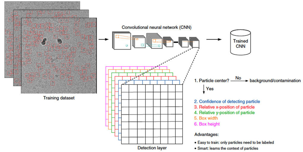 SPHIRE-crYOLO is a fast and accurate fullyautomated particle picker for cryo-EM
