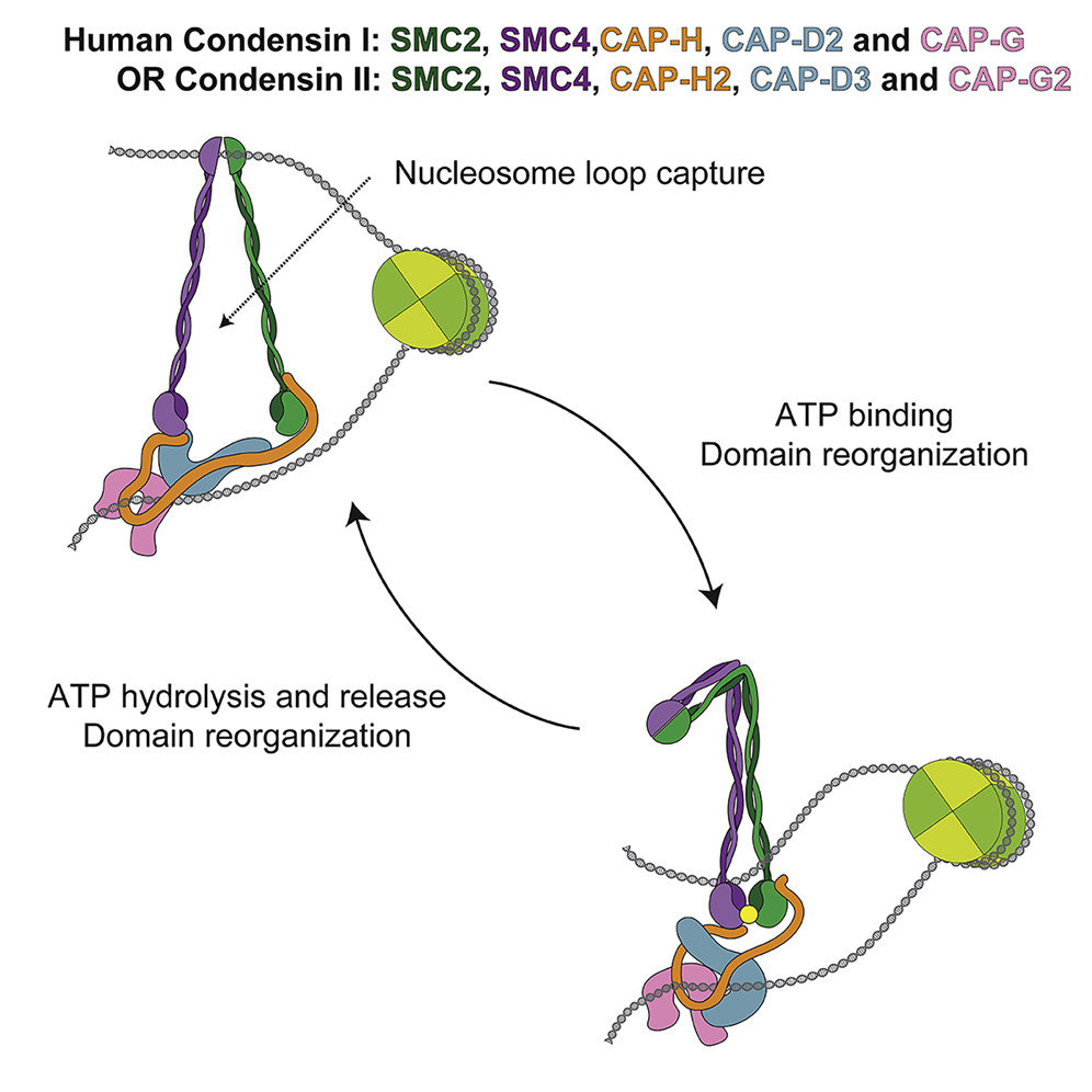 Human Condensin I and II Drive Extensive ATP-Dependent Compaction of Nucleosome-Bound DNA