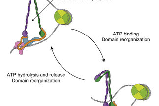 Human Condensin I and II Drive Extensive ATP-Dependent Compaction of Nucleosome-Bound DNA