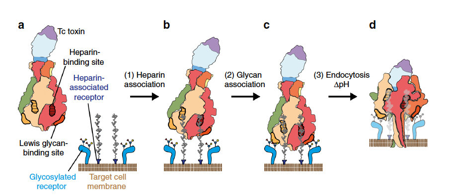 <p>Glycan-dependent Cell Adhesion Mechanism of Tc Toxins</p>