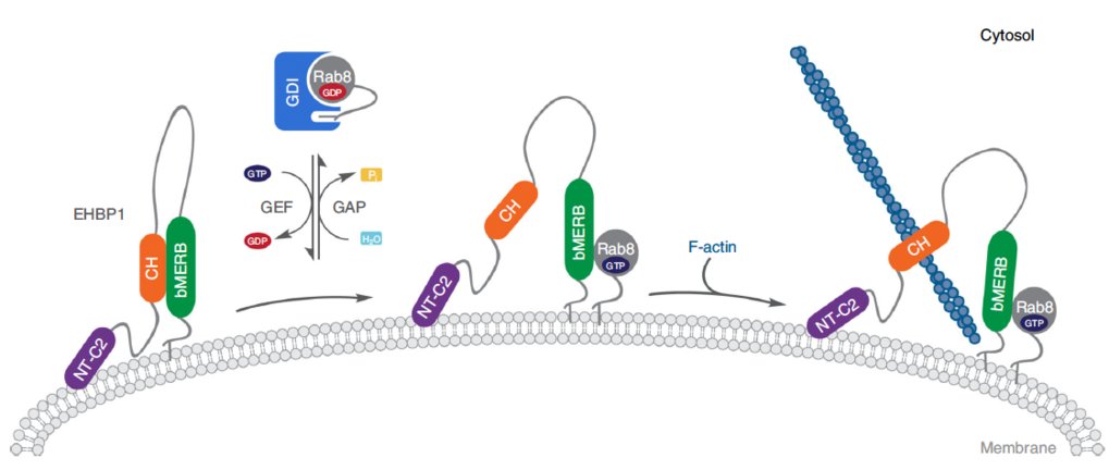 The mechanism of activation of the actin binding protein EHBP1 by Rab8 family members