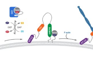 The mechanism of activation of the actin binding protein EHBP1 by Rab8 family members
