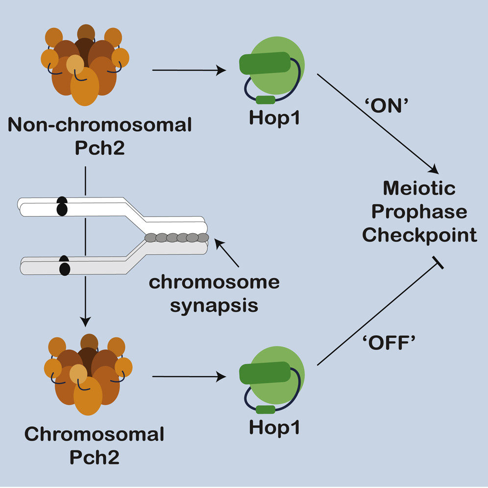 Homeostatic Control of Meiotic Prophase Checkpoint Function by Pch2 and Hop1