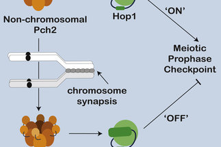 Homeostatic Control of Meiotic Prophase Checkpoint Function by Pch2 and Hop1