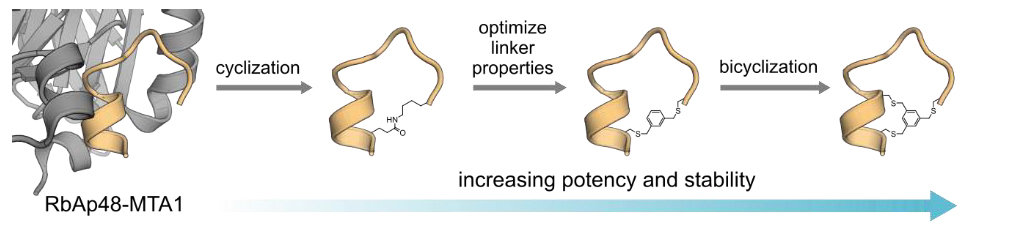 Structure based design of bicyclic peptide inhibitors of RbAp48
