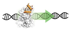 Proteomimetic binds to the transcription factor TEAD and thereby activates transcription of TEAD target genes of the Hippo signaling pathway