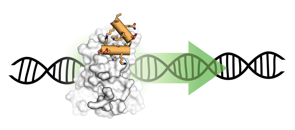 A protein tertiary structure mimetic modulator of the Hippo signalling pathway