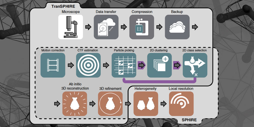 <p class="p1">TranSPHIRE: automated and feedback-optimized on-the-fly processing for cryo-EM</p>