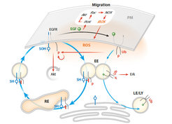 Dynamics of spatial EGFR cycles. EGFR vesicular trafficking through the endosomal system is promoted through the EGFRPI3K-Akt-dependent activation of the early endosomal effector PIKfyve, which phosphorylates PI(3)P to PI(3,5)P. This enhances the transition of EGFR from EEs to other endocytic compartments, namely LEs or REs. Ub functions as a sorting signal in the vesicular trafficking of EGFR through the endosomal system: Ligand-bound, ubiquitinated receptor complexes are unidirectionally trafficked from the plasma membrane through the EEs and LEs to be degraded in LYs, whereas the internalized, nonubiquitinated monomeric receptors are redirected from the EEs to the REs back to the plasma membrane.