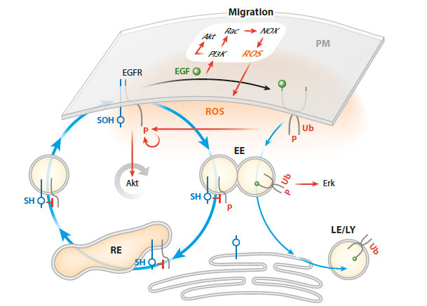 Processing Temporal Growth Factor Patterns by an Epidermal Growth Factor Receptor Network Dynamically Established in Space