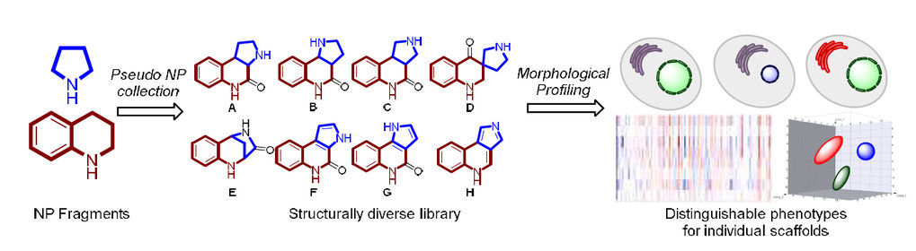 Design, synthesis and biological evaluation of chemically and biologically diverse pyrroquinoline pseudo natural products