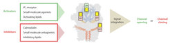 Individual or simultaneous binding of activators and/or inhibitors modulate the channel gating. Interestingly, modulation sites, i.e. ligand pockets or structural features to which certain compounds or regulatory proteins bind, can accommodate both activators and inhibitors. Thus, these regions can be considered as activity switches. Binding of activators results in an “ON” position, whereas inhibitor binding causes an “OFF” state. In the case that multiple modulators bind simultaneously, all signals are integrated to determine whether the channel opens or remains closed.