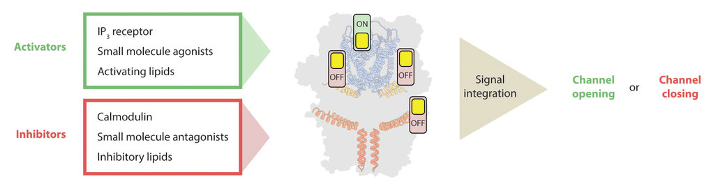 <p class="p1">Structural basis of TRPC4 regulation by calmodulin and pharmacological agents</p>