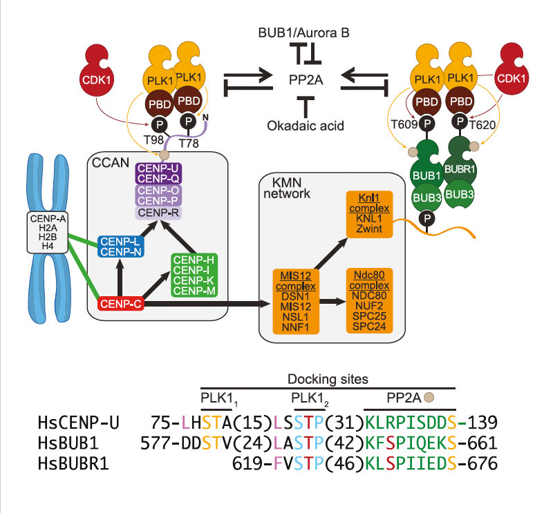 BUB1 and CENP-U, Primed by CDK1, Are the Main PLK1 Kinetochore Receptors in Mitosis