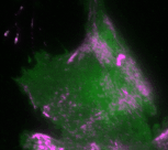 Regular pulses of the cell contraction regulator Rho (green) and time-delayed pulses of the motor protein myosin (magenta), which generates contractile forces in cells.