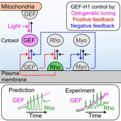 Top panels: Causal connections between GEF-H1 (GEF), Rho, and Myosin (Myo) in the cell contraction signal network. The effective, cytosolic concentration of GEF-H1 is tuned in living cells via light-controlled release from mitochondria-bound anchors. Bottom panels: Prediction and experimental confirmation of altered Rho activity dynamics (green lines) in response to gradually increasing GEF-H1 concentrations (magenta lines).
