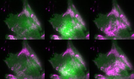 Optogenetic Tuning Reveals Rho Amplification-Dependent Dynamics of a Cell Contraction Signal Network