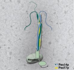 Schematic of the peroxisomal Pex14pPex17p docking complex, revealed using electron cryo microscopy.