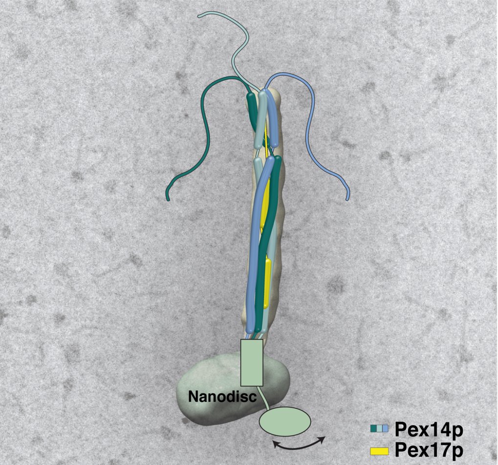 <p>Wie sich Peroxisomen ihre Enzyme angeln</p>