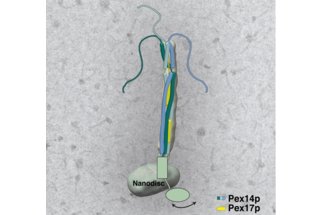 <p>How peroxisomes catch their enzymes</p>