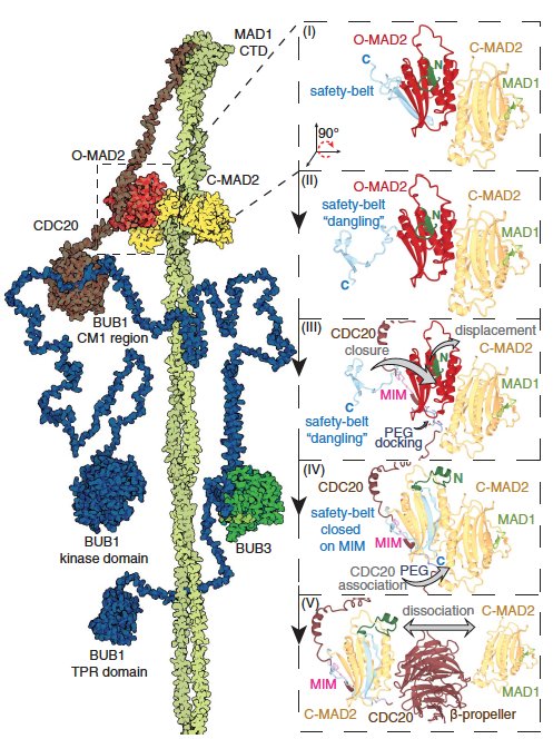 CDC20 assists its catalytic incorporation in the mitotic checkpoint complex