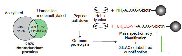 Overlap of NatA and IAP substrates implicates N-terminal acetylation in protein stabilization