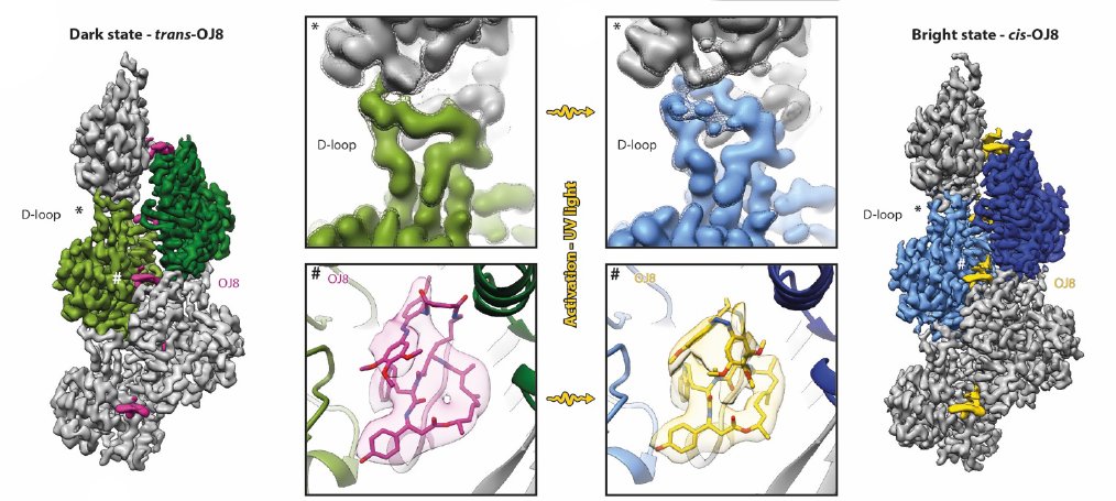 Cryo-EM resolves molecular recognition of an optojasp photoswitch bound to actin filaments in both switch states