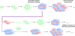 Dynamical model reveals how cell-cell communication in a
growing population can trigger differentiation and robust cell type proportions (top), but also recover the exact proportions (middle and bottom) if cell types are separated by perturbation.