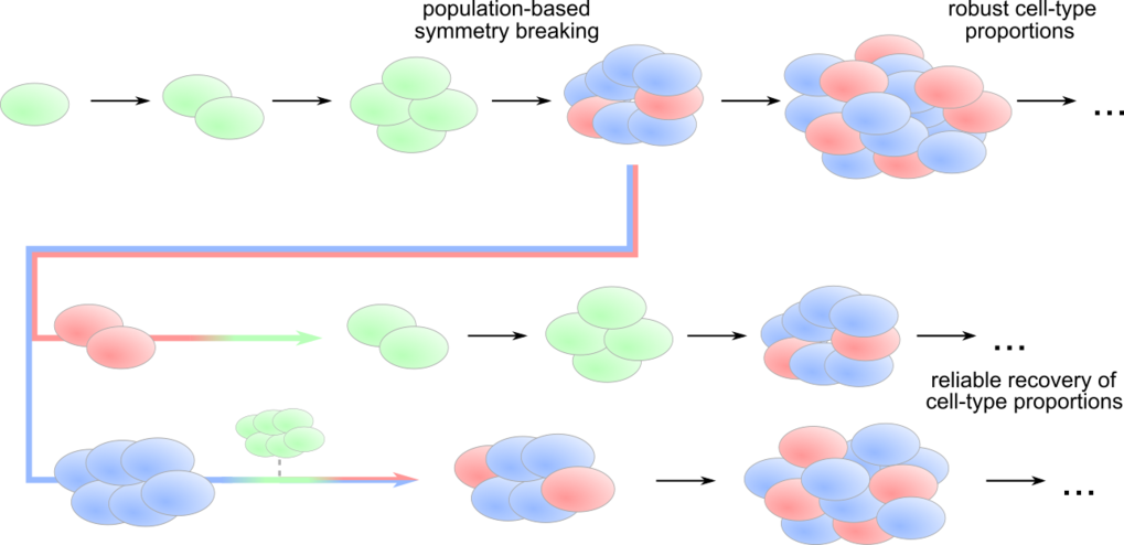 Cells talk to each other to specialize different functions