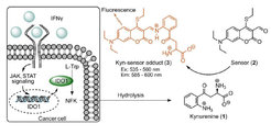 Validation of a coumarin-based sensor for detection of cellular kynurenine (1, Kyn) levels. (A) Cellular Kyn assay. Cells are treated with IFNγ, Trp and compounds. After 48 h, Kyn levels are detected using the Kyn sensor (2).