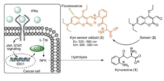 Cell-Based Identification of New IDO1 Modulator Chemotypes