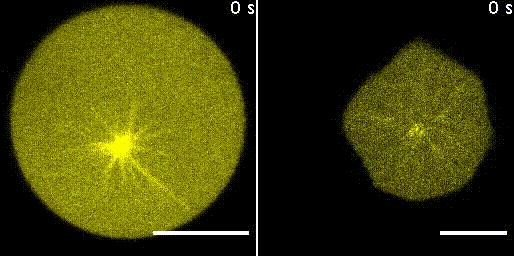 CLSM time-lapse of tubulin658 (yellow) fluorescence shows MT-aster-growth induced by temperature change in a GUV with a rigid membrane (left, iso-osmotic) and a GUV with a deformable membrane (right, hyper-osmotic),