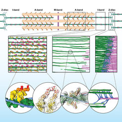 Sarcomere organization at molecular level. Row 1 shows a schematic representation of the sarcomere. Row 2 shows the three-dimensional sarcomere organization and plasticity at the molecular level (filaments: pink and green, a-Actinin: blue). Row 3: Interaction of muscle proteins in detail. First two bubbles show the interaction of the myosin heads (yellow, orange, red) with actin (green). Third bubble shows details of actin, tropomyosin and troponin in the A-band. Last bubble depicts irregular mesh of a-Actinin (blue) cross-linking actin filaments (green, pink) in the Z-disc.