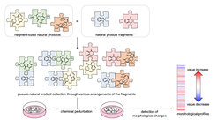 Overview of the design, combination, and biological evaluation of the pseudo-natural product collection. Fragment-sized natural products were combined with natural product fragments to generate a collection of 244 pseudo-natural products. The compounds were biologically evaluated by the cell painting assay and compared.